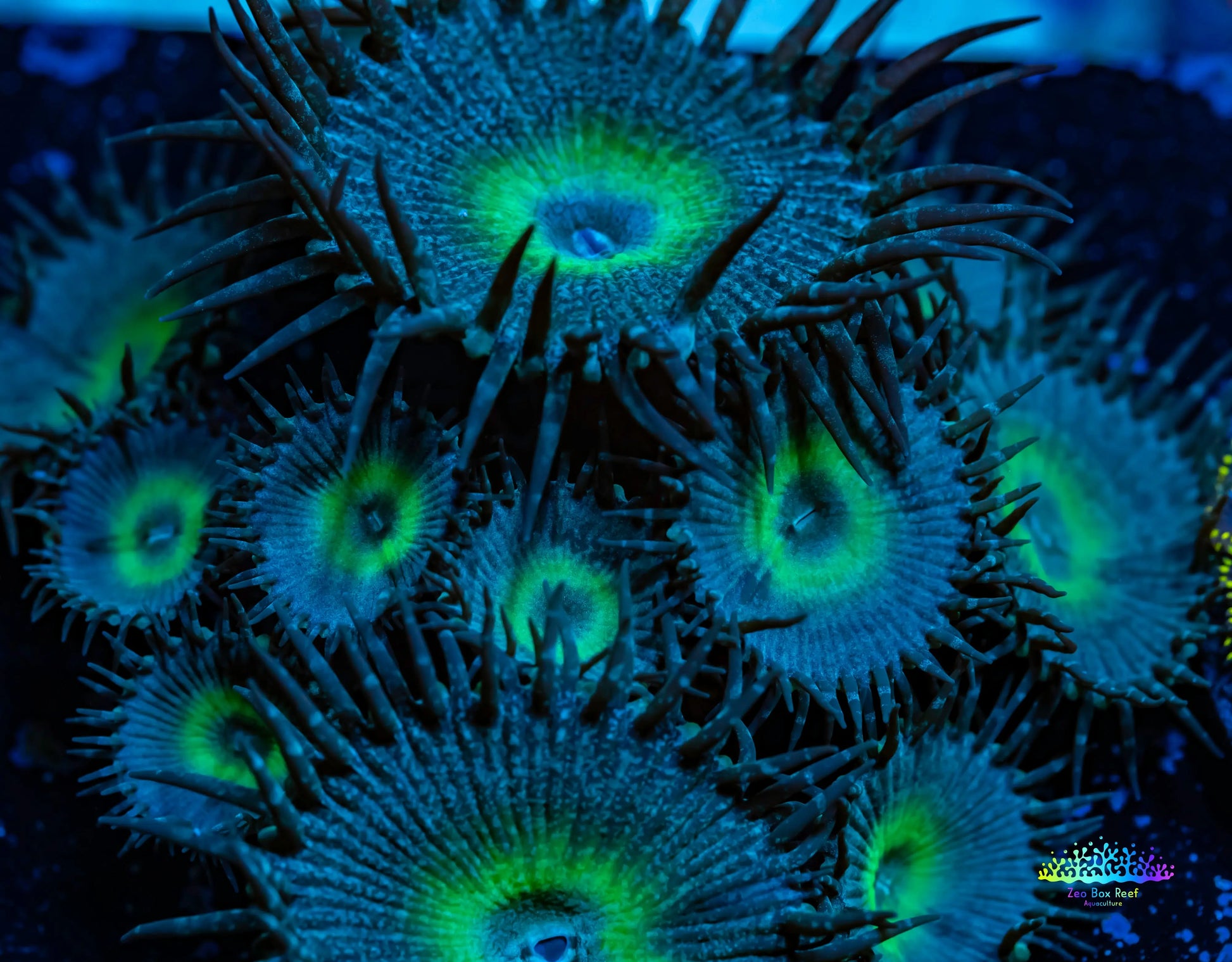 Zoanthid Coral -  Zoa Frag WYSIWYG Zoanthid Coral -  Zoa Frag WYSIWYG LPS Zoanthid Coral -  Zoa Frag WYSIWYG Zeo Box Reef