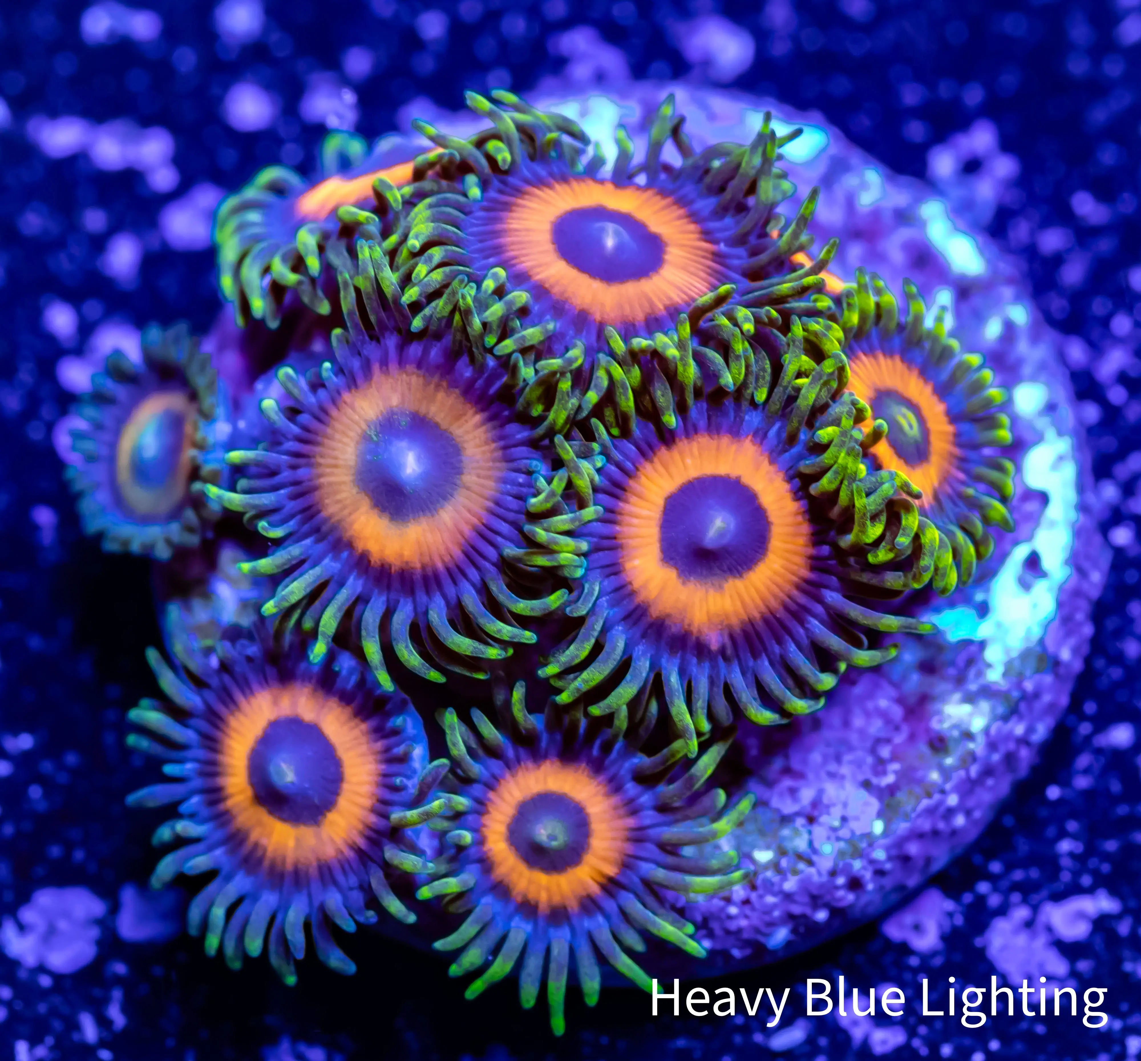 Zoanthid coral Sunny D;s Zoa Frag WYSIWYG For Sale Zeo Box Reef