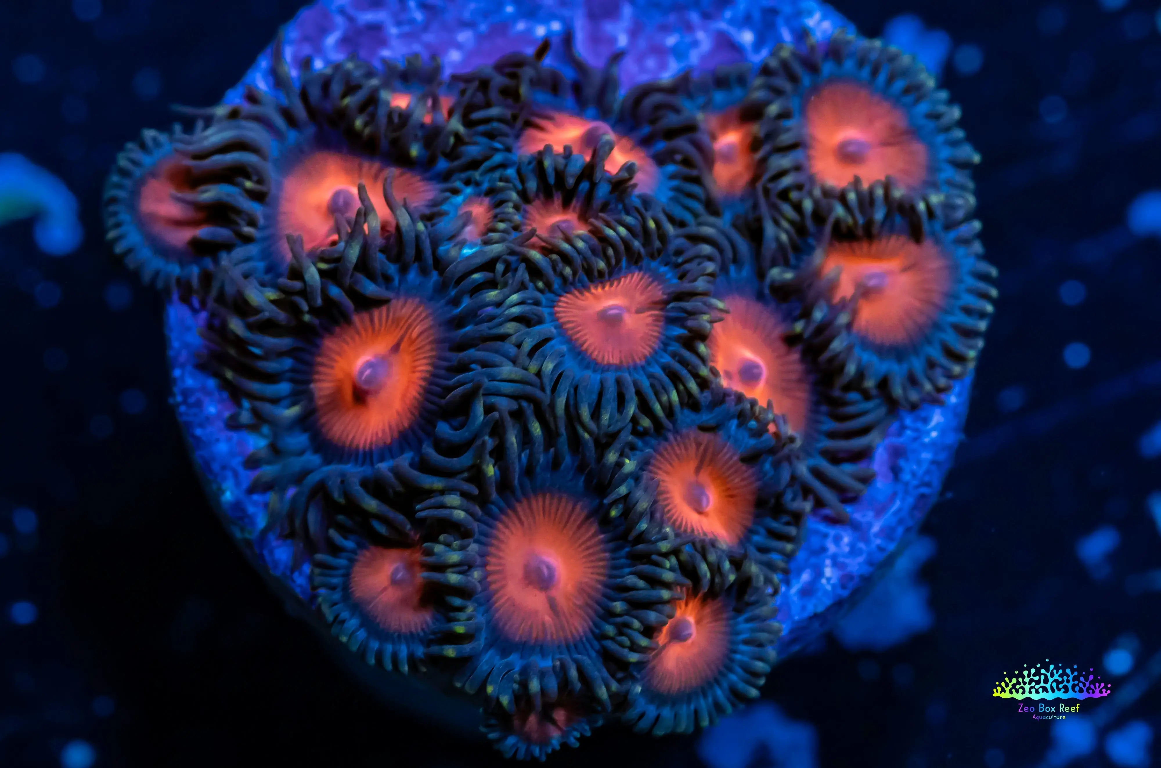 Zoanthid coral - Sunny D;s Zoa Frag WYSIWYG For Sale – Zeo Box Reef ...