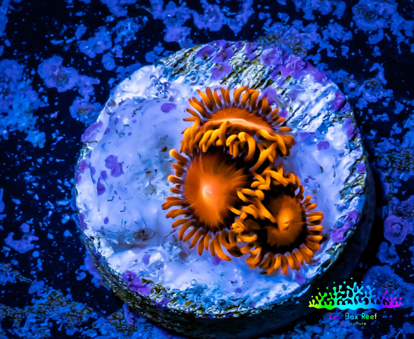 Zoanthid Coral -  Bam Bam Zoa Frag 3+ Polyps Zoanthid Coral -  Bam Bam Zoa Frag 3+ Polyps LPS Zoanthid Coral -  Bam Bam Zoa Frag 3+ Polyps Zeo Box Reef