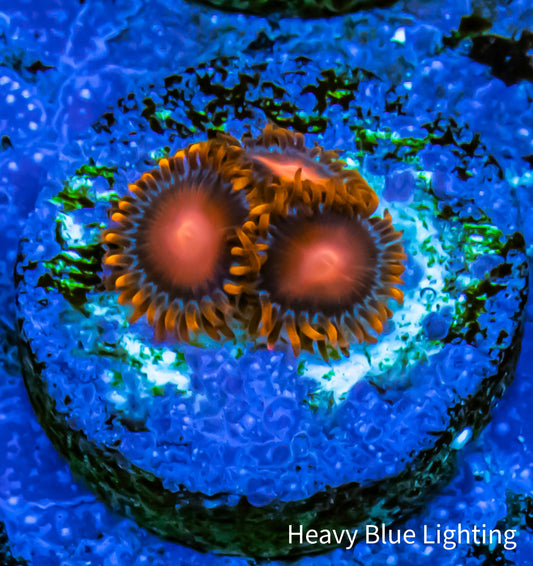 Zoanthid Coral Bam Bam Zoa Frag 3+ Polyps