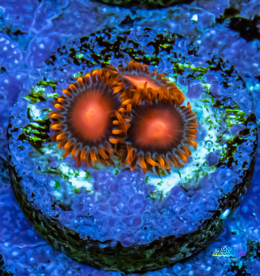 Zoanthid Coral -  Bam Bam Zoa Frag Zoanthid Coral -  Bam Bam Zoa Frag LPS Zoanthid Coral -  Bam Bam Zoa Frag Zeo Box Reef