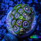 Zoanthid Coral - Crayola Zoa Frag 4+ Polyps Zoanthid Coral - Crayola Zoa Frag 4+ Polyps LPS Zoanthid Coral - Crayola Zoa Frag 4+ Polyps Zeo Box Reef