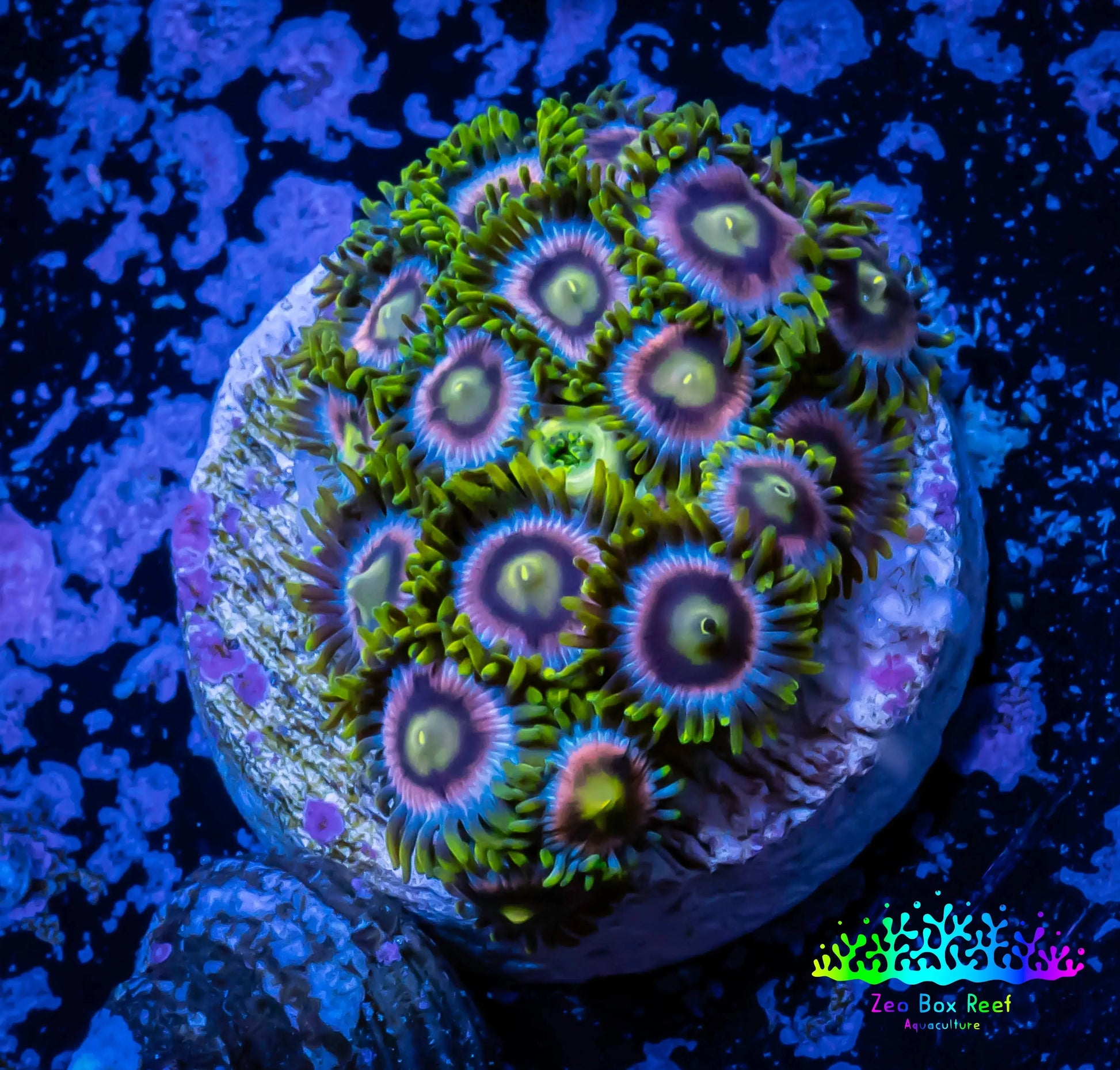 Zoanthid Coral - Crayola Zoa Frag 4+ Polyps Zoanthid Coral - Crayola Zoa Frag 4+ Polyps LPS Zoanthid Coral - Crayola Zoa Frag 4+ Polyps Zeo Box Reef