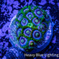 Zoanthid Coral - Crayola Zoa Frag 4+ Polyps Zoanthid Coral - Crayola Zoa Frag 4+ Polyps LPS Zoanthid Coral - Crayola Zoa Frag 4+ Polyps Zeo Box Reef