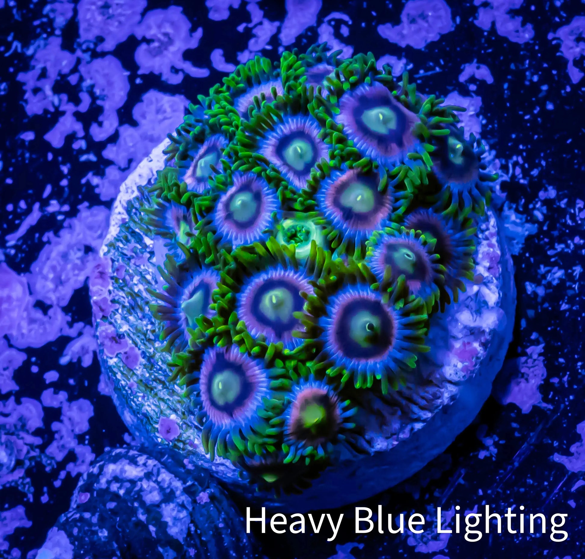 Zoanthid Coral - Crayola Zoa Frag 4+ Polyps Zoanthid Coral - Crayola Zoa Frag 4+ Polyps LPS Zoanthid Coral - Crayola Zoa Frag 4+ Polyps Zeo Box Reef