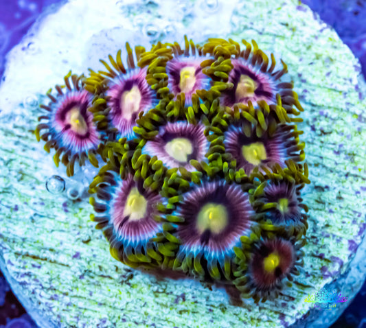 Zoanthid Coral - Crayola Zoa Frag Zoanthid Coral - Crayola Zoa Frag LPS Zoanthid Coral - Crayola Zoa Frag Zeo Box Reef