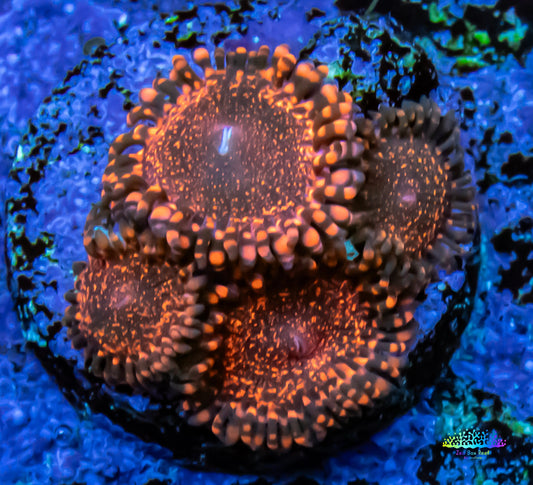 Zoanthid Coral -  Darth Maul Zoa Frag Zoanthid Coral -  Darth Maul Zoa Frag LPS Zoanthid Coral -  Darth Maul Zoa Frag Zeo Box Reef