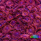 Zoanthid Coral -  Darth Maul Zoa Frag Zoanthid Coral -  Darth Maul Zoa Frag LPS Zoanthid Coral -  Darth Maul Zoa Frag Zeo Box Reef