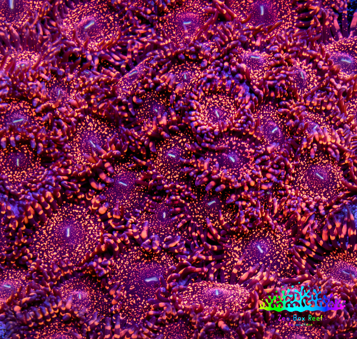Zoanthid Coral -  Darth Maul Zoa Frag Zoanthid Coral -  Darth Maul Zoa Frag LPS Zoanthid Coral -  Darth Maul Zoa Frag Zeo Box Reef