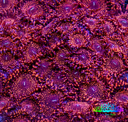 Zoanthid Coral -  Darth Maul Zoa Frag Zoanthid Coral -  Darth Maul Zoa Frag LPS Zoanthid Coral -  Darth Maul Zoa Frag Zeo Box Reef