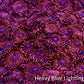 Zoanthid Coral -  Darth Maul Zoa Frag Zoanthid Coral -  Darth Maul Zoa Frag LPS Zoanthid Coral -  Darth Maul Zoa Frag Zeo Box Reef