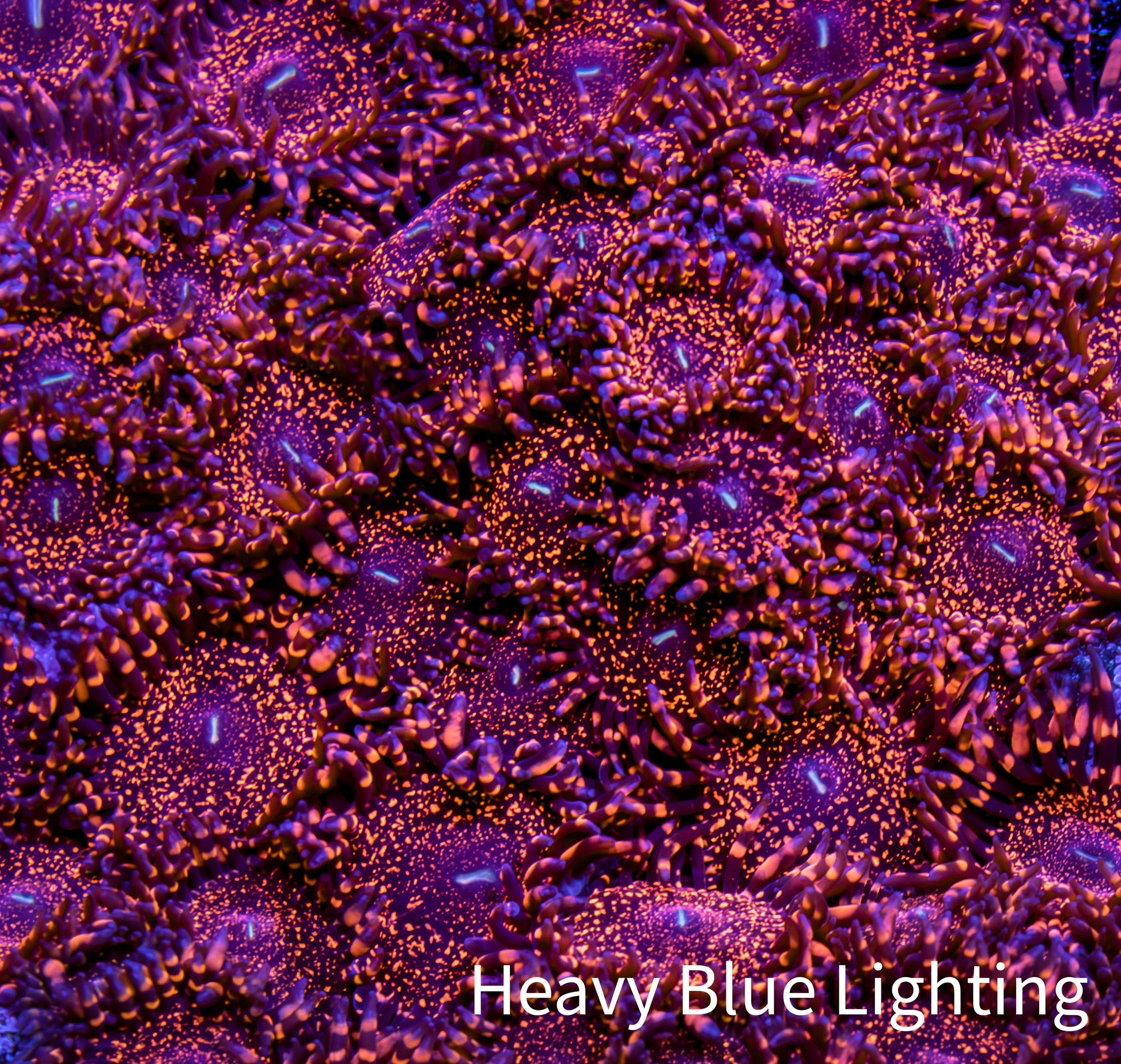 Zoanthid Coral -  Darth Maul Zoa Frag Zoanthid Coral -  Darth Maul Zoa Frag LPS Zoanthid Coral -  Darth Maul Zoa Frag Zeo Box Reef