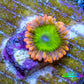 Zoanthid Coral -Electric Oompa Loompa Zoa Frag WYSIWYG 1 polyp Zoanthid Coral -Electric Oompa Loompa Zoa Frag WYSIWYG 1 polyp LPS Zoanthid Coral -Electric Oompa Loompa Zoa Frag WYSIWYG 1 polyp Zeo Box Reef