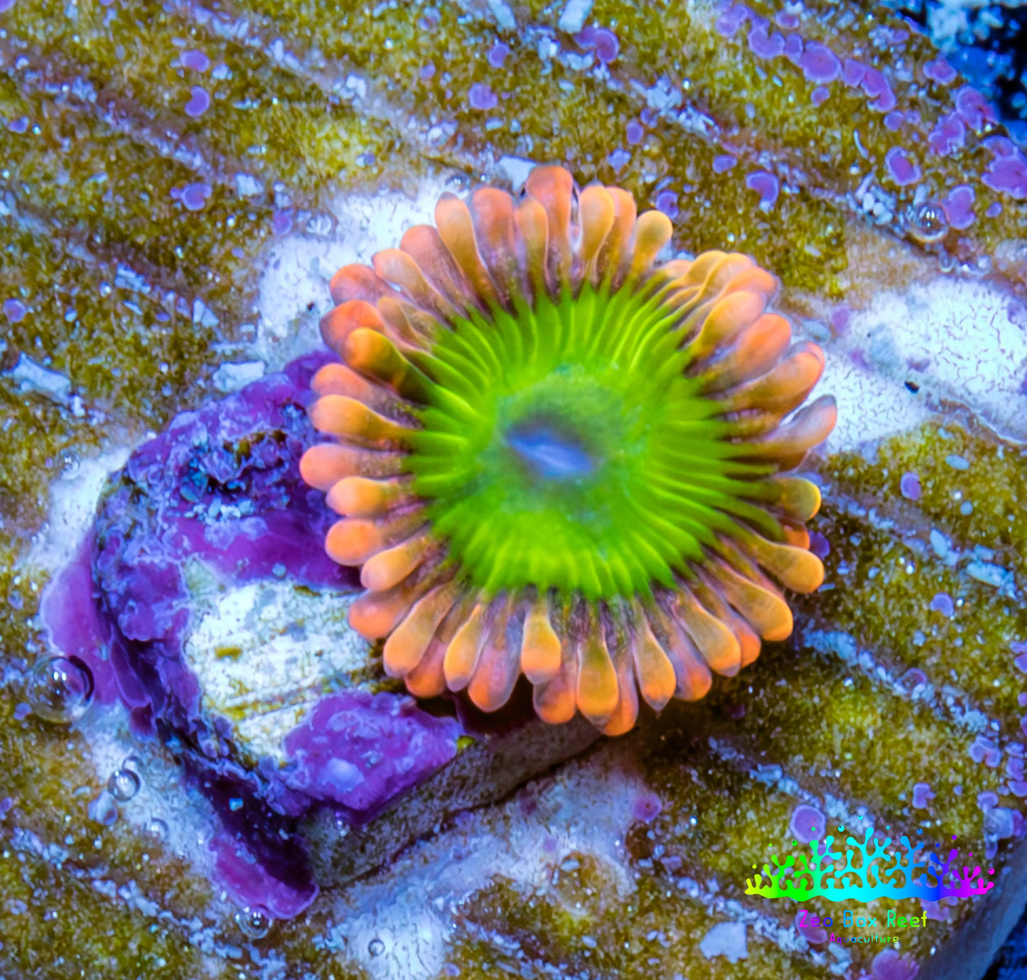 Zoanthid Coral -Electric Oompa Loompa Zoa Frag WYSIWYG 1 polyp Zoanthid Coral -Electric Oompa Loompa Zoa Frag WYSIWYG 1 polyp LPS Zoanthid Coral -Electric Oompa Loompa Zoa Frag WYSIWYG 1 polyp Zeo Box Reef