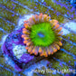 Zoanthid Coral -Electric Oompa Loompa Zoa Frag WYSIWYG 1 polyp Zoanthid Coral -Electric Oompa Loompa Zoa Frag WYSIWYG 1 polyp LPS Zoanthid Coral -Electric Oompa Loompa Zoa Frag WYSIWYG 1 polyp Zeo Box Reef