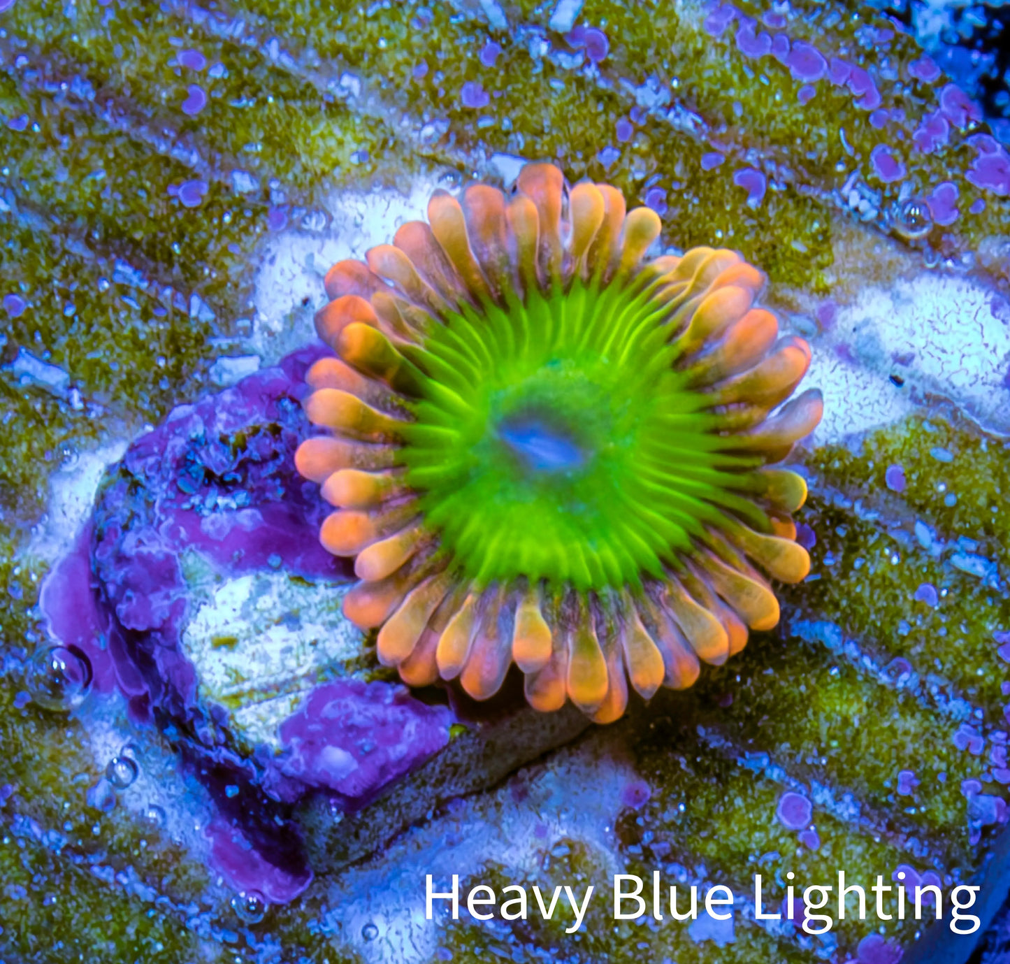 Zoanthid Coral -Electric Oompa Loompa Zoa Frag WYSIWYG 1 polyp Zoanthid Coral -Electric Oompa Loompa Zoa Frag WYSIWYG 1 polyp LPS Zoanthid Coral -Electric Oompa Loompa Zoa Frag WYSIWYG 1 polyp Zeo Box Reef