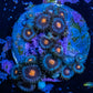 Zoanthid Coral -  Frag WYSIWYG Zoanthid Coral -  Frag WYSIWYG LPS Zoanthid Coral -  Frag WYSIWYG Zeo Box Reef