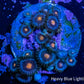 Zoanthid Coral -  Frag WYSIWYG Zoanthid Coral -  Frag WYSIWYG LPS Zoanthid Coral -  Frag WYSIWYG Zeo Box Reef