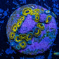 Zoanthid Coral -  Frag WYSIWYG Zoanthid Coral -  Frag WYSIWYG LPS Zoanthid Coral -  Frag WYSIWYG Zeo Box Reef