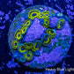 Zoanthid Coral -  Frag WYSIWYG Zoanthid Coral -  Frag WYSIWYG LPS Zoanthid Coral -  Frag WYSIWYG Zeo Box Reef