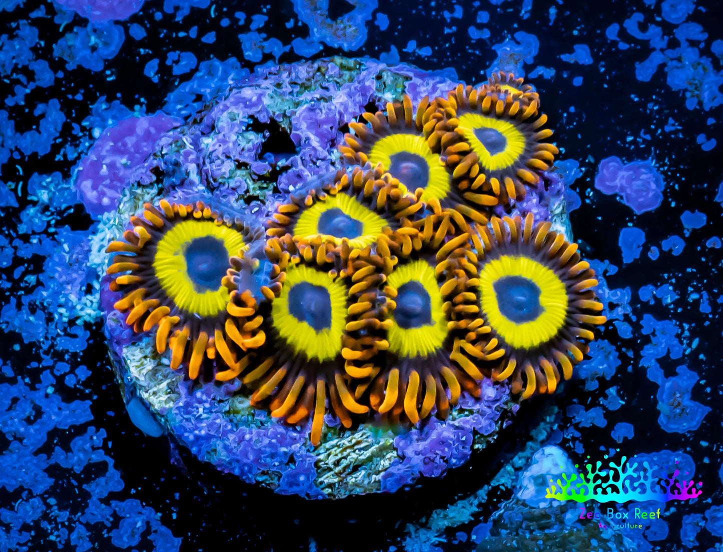 Zoanthid Coral - LA Laker  Zoa Frag 4+ polyps Zoanthid Coral - LA Laker  Zoa Frag 4+ polyps LPS Zoanthid Coral - LA Laker  Zoa Frag 4+ polyps Zeo Box Reef