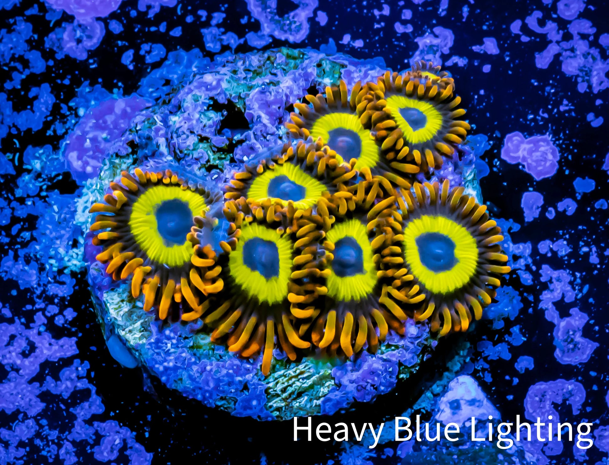 Zoanthid Coral - LA Laker  Zoa Frag 4+ polyps Zoanthid Coral - LA Laker  Zoa Frag 4+ polyps LPS Zoanthid Coral - LA Laker  Zoa Frag 4+ polyps Zeo Box Reef