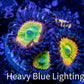 Zoanthid Coral - Sunny D's Zoa Frag WYSIWYG B3R6B2 Zoanthid Coral - Sunny D's Zoa Frag WYSIWYG B3R6B2 LPS Zoanthid Coral - Sunny D's Zoa Frag WYSIWYG B3R6B2 Zeo Box Reef