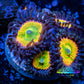 Zoanthid Coral - Sunny D's Zoa Frag WYSIWYG B3R6B2 Zoanthid Coral - Sunny D's Zoa Frag WYSIWYG B3R6B2 LPS Zoanthid Coral - Sunny D's Zoa Frag WYSIWYG B3R6B2 Zeo Box Reef