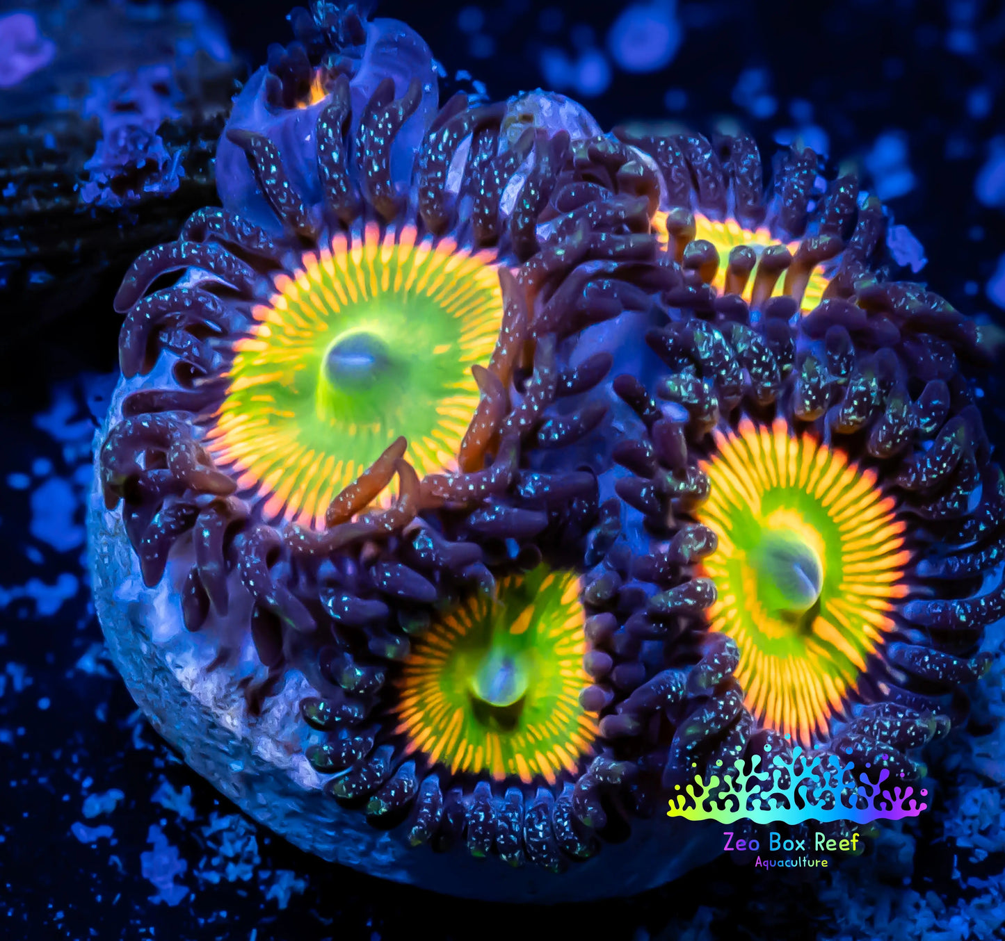 Zoanthid Coral - Sunny D's Zoa Frag WYSIWYG B3R6B2 Zoanthid Coral - Sunny D's Zoa Frag WYSIWYG B3R6B2 LPS Zoanthid Coral - Sunny D's Zoa Frag WYSIWYG B3R6B2 Zeo Box Reef