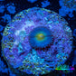 Zoanthid coral - AOI Zoa Frag WYSIWYG Zoanthid coral - AOI Zoa Frag WYSIWYG LPS Zoanthid coral - AOI Zoa Frag WYSIWYG Zeo Box Reef