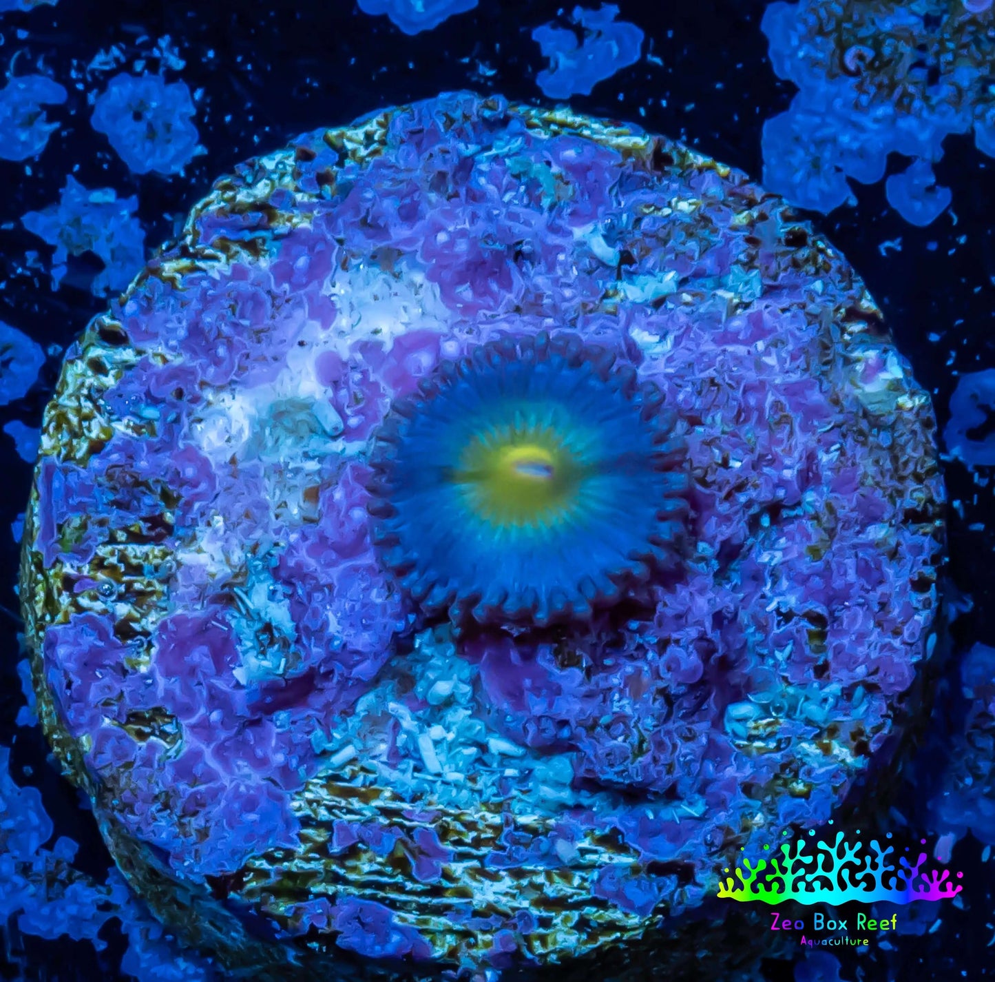 Zoanthid coral - AOI Zoa Frag WYSIWYG Zoanthid coral - AOI Zoa Frag WYSIWYG LPS Zoanthid coral - AOI Zoa Frag WYSIWYG Zeo Box Reef