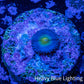 Zoanthid coral - AOI Zoa Frag WYSIWYG Zoanthid coral - AOI Zoa Frag WYSIWYG LPS Zoanthid coral - AOI Zoa Frag WYSIWYG Zeo Box Reef
