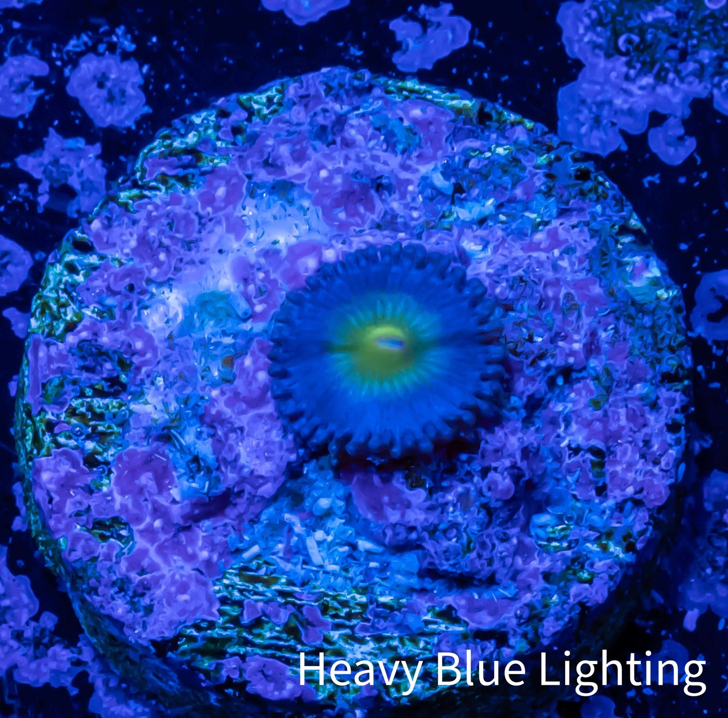 Zoanthid coral - AOI Zoa Frag WYSIWYG Zoanthid coral - AOI Zoa Frag WYSIWYG LPS Zoanthid coral - AOI Zoa Frag WYSIWYG Zeo Box Reef