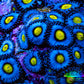 Zoanthid coral - AOI Zoa Frag Zoanthid coral - AOI Zoa Frag LPS Zoanthid coral - AOI Zoa Frag Zeo Box Reef