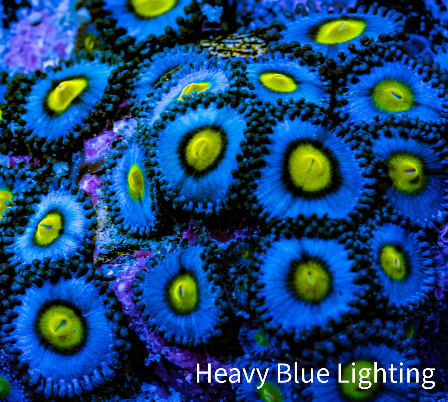 Zoanthid coral - AOI Zoa Frag Zoanthid coral - AOI Zoa Frag LPS Zoanthid coral - AOI Zoa Frag Zeo Box Reef