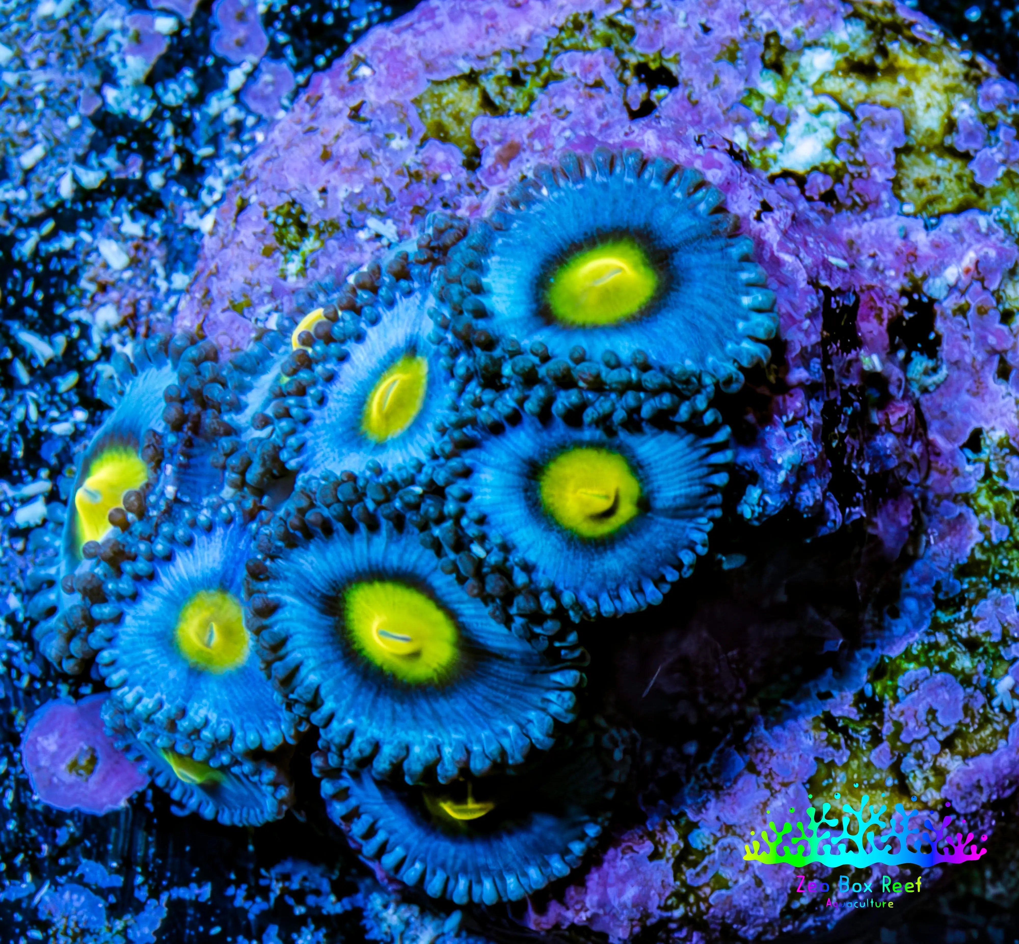 Buy AOI Zoa Coral - Zeo Box Reef Austrália – Zeo Box Reef Aquaculture
