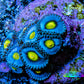 Zoanthid coral - AOI Zoa frag WYSIWYG Zoanthid coral - AOI Zoa frag WYSIWYG LPS Zoanthid coral - AOI Zoa frag WYSIWYG Zeo Box Reef