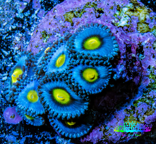Zoanthid coral - AOI Zoa frag WYSIWYG Zoanthid coral - AOI Zoa frag WYSIWYG LPS Zoanthid coral - AOI Zoa frag WYSIWYG Zeo Box Reef