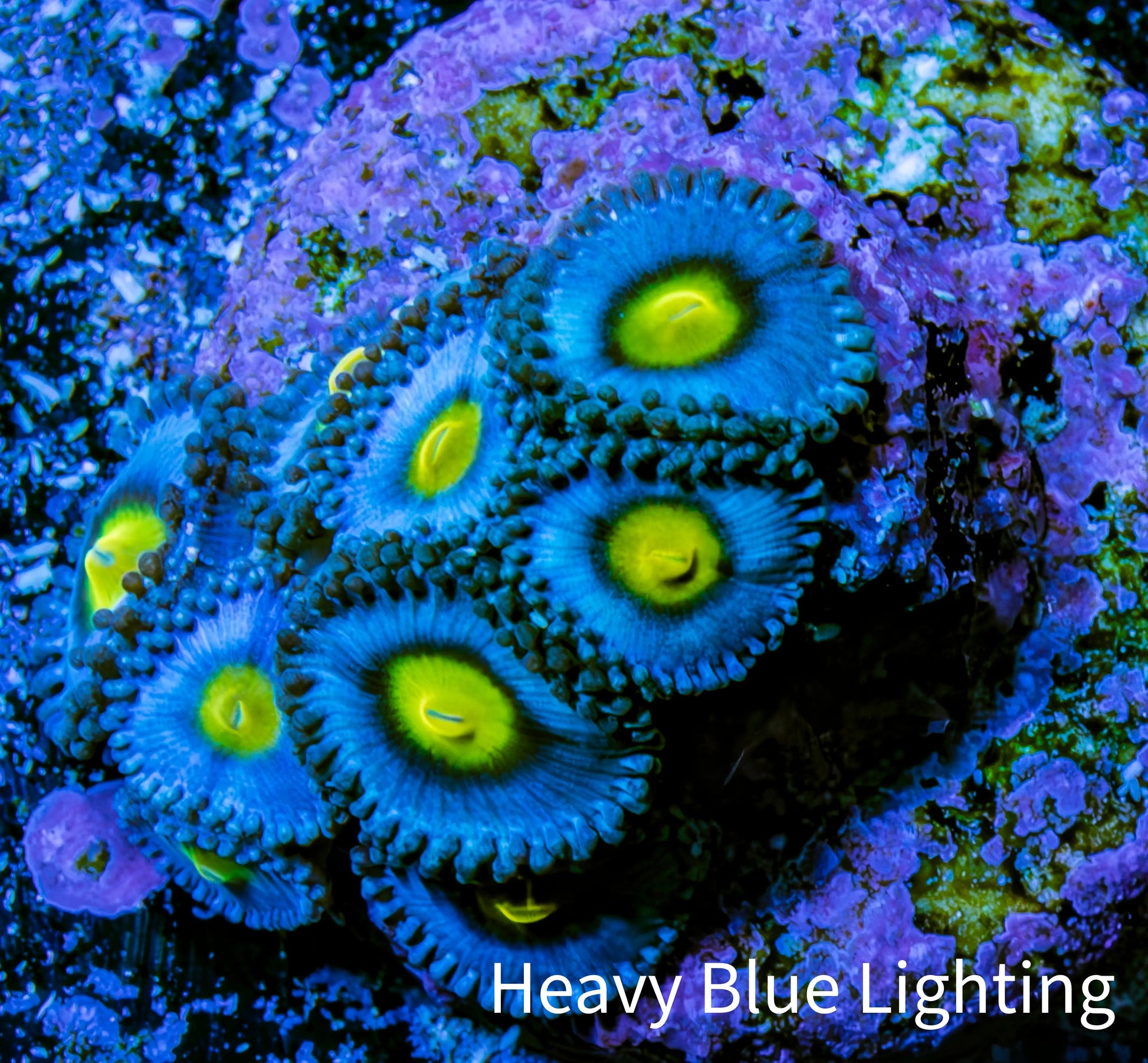Zoanthid coral - AOI Zoa frag WYSIWYG Zoanthid coral - AOI Zoa frag WYSIWYG LPS Zoanthid coral - AOI Zoa frag WYSIWYG Zeo Box Reef