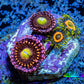 Zoanthid coral -  Alien Antivenom & Eagle Eye Combo Zoa  Frag Zoanthid coral -  Alien Antivenom & Eagle Eye Combo Zoa  Frag LPS Zoanthid coral -  Alien Antivenom & Eagle Eye Combo Zoa  Frag Zeo Box Reef