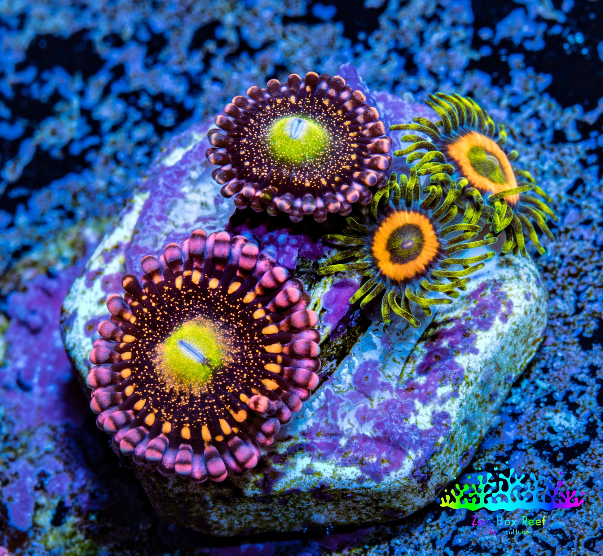 Zoanthid coral -  Alien Antivenom & Eagle Eye Combo Zoa  Frag Zoanthid coral -  Alien Antivenom & Eagle Eye Combo Zoa  Frag LPS Zoanthid coral -  Alien Antivenom & Eagle Eye Combo Zoa  Frag Zeo Box Reef