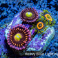 Zoanthid coral -  Alien Antivenom & Eagle Eye Combo Zoa  Frag Zoanthid coral -  Alien Antivenom & Eagle Eye Combo Zoa  Frag LPS Zoanthid coral -  Alien Antivenom & Eagle Eye Combo Zoa  Frag Zeo Box Reef
