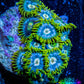 Zoanthid coral - Aussie Ice Blue Zoa Frag 4+ Polyps Zoanthid coral - Aussie Ice Blue Zoa Frag 4+ Polyps LPS Zoanthid coral - Aussie Ice Blue Zoa Frag 4+ Polyps Zeo Box Reef
