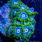 Zoanthid coral - Aussie Ice Blue Zoa Frag 4+ Polyps Zoanthid coral - Aussie Ice Blue Zoa Frag 4+ Polyps LPS Zoanthid coral - Aussie Ice Blue Zoa Frag 4+ Polyps Zeo Box Reef