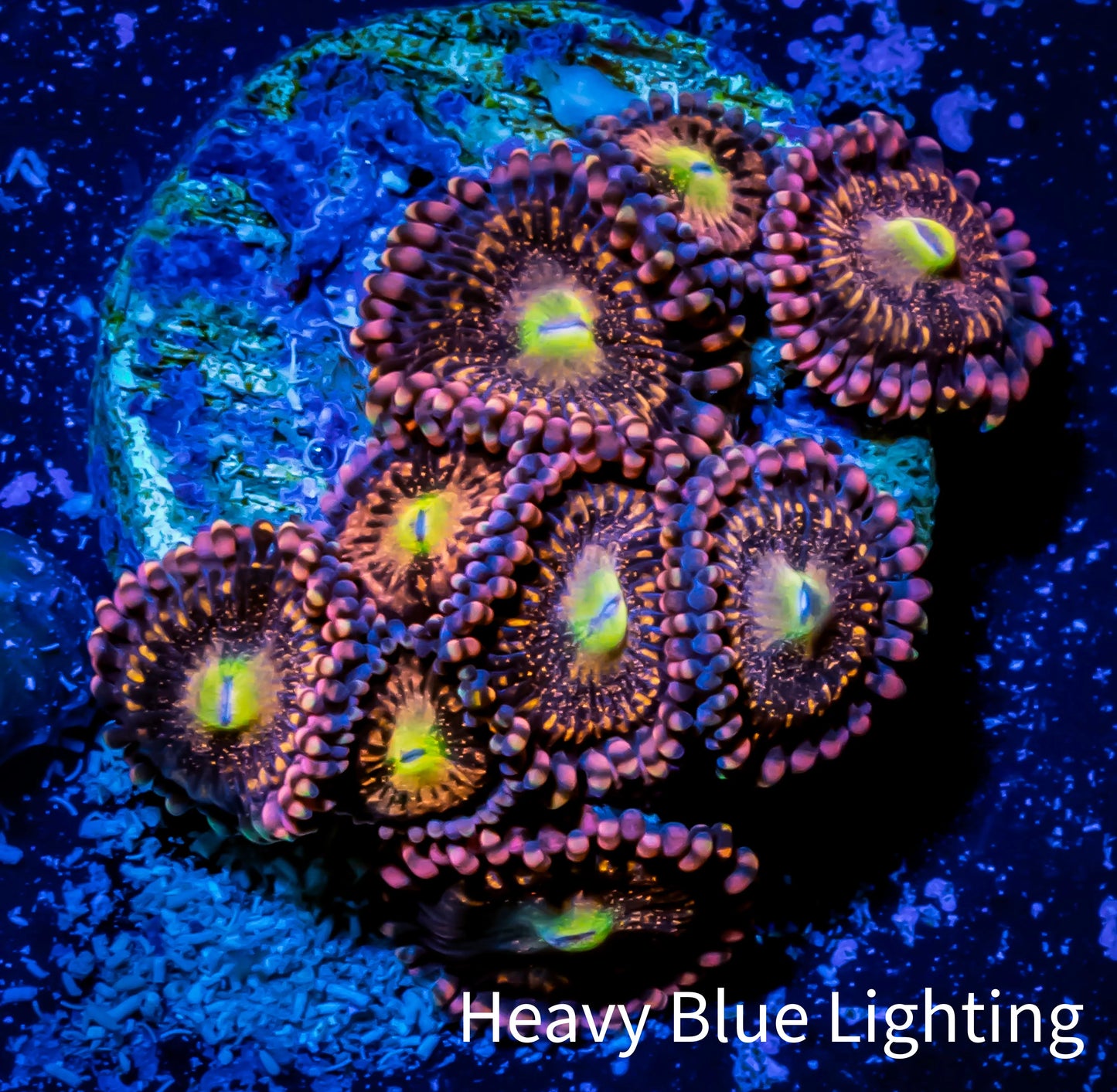 Zoanthid coral - Darth Maul Zoa Frag 4+ Polyps Zoanthid coral - Darth Maul Zoa Frag 4+ Polyps LPS Zoanthid coral - Darth Maul Zoa Frag 4+ Polyps Zeo Box Reef