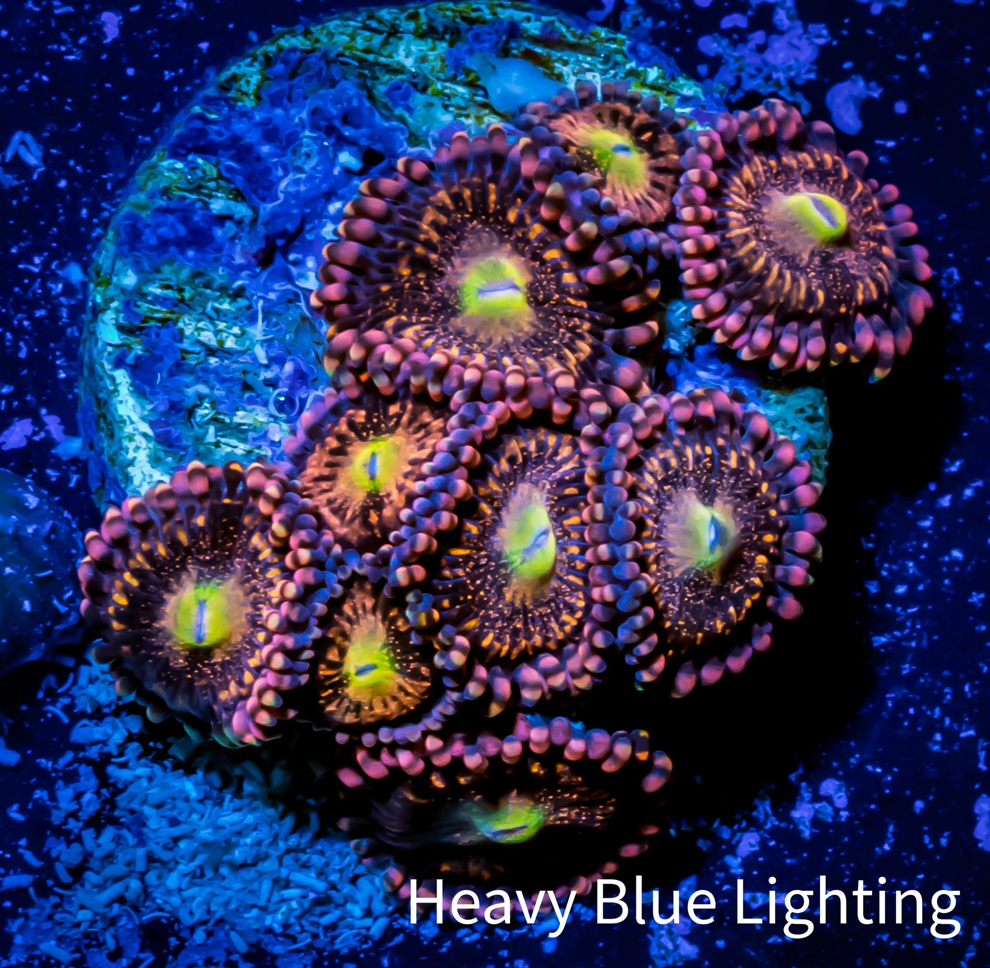 Zoanthid coral - Darth Maul Zoa Frag 4+ Polyps Zoanthid coral - Darth Maul Zoa Frag 4+ Polyps LPS Zoanthid coral - Darth Maul Zoa Frag 4+ Polyps Zeo Box Reef