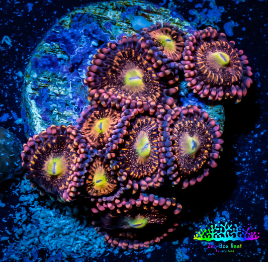 Zoanthid coral - Darth Maul Zoa Frag 4+ Polyps Zoanthid coral - Darth Maul Zoa Frag 4+ Polyps LPS Zoanthid coral - Darth Maul Zoa Frag 4+ Polyps Zeo Box Reef