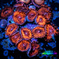 Zoanthid coral -  Darth Maul Zoa Frag WYSIWYG b4R6B2 Zoanthid coral -  Darth Maul Zoa Frag WYSIWYG b4R6B2 LPS Zoanthid coral -  Darth Maul Zoa Frag WYSIWYG b4R6B2 Zeo Box Reef