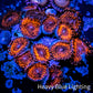 Zoanthid coral -  Darth Maul Zoa Frag WYSIWYG b4R6B2 Zoanthid coral -  Darth Maul Zoa Frag WYSIWYG b4R6B2 LPS Zoanthid coral -  Darth Maul Zoa Frag WYSIWYG b4R6B2 Zeo Box Reef